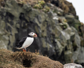 Atlantic puffin on rocks in Iceland