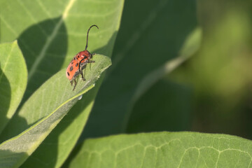  red  beetle on  green leaf with natural background and  copy space.