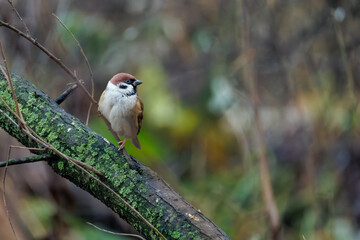 female northern cardinal