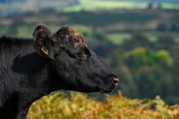Black cow standing on open moorland. Dartmoor landscape and fields of Devon. Cattle with tagged ears  grazing and living on the national park. Black Angus.