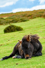 Fototapeta premium Dartmoor pony, foal laying on the national park moorland. A resting wild filly grazing on the Devon heathland