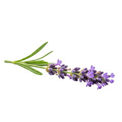 Obraz premium lavender flowers isolated on white
