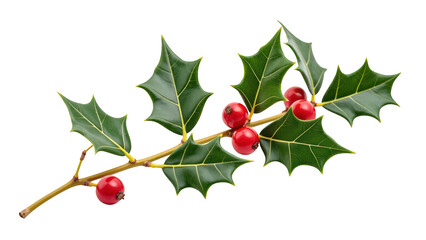 Holly branch with vibrant red berries and glossy green leaves, perfect for festive decorations and seasonal themes