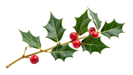 Holly branch with vibrant red berries and glossy green leaves, perfect for festive decorations and seasonal themes