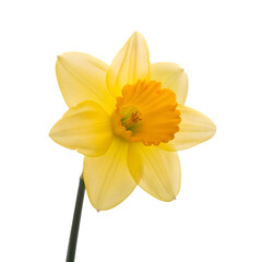 Fototapeta premium yellow daffodil isolated on white