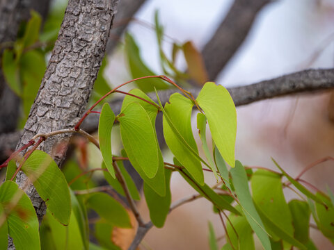 Angel wing leaves of the mopane tree (Colophosperum mopane) in Etosha National Park.