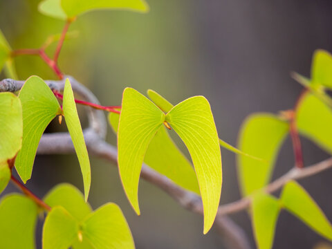 Angel wing leaves of the mopane tree (Colophosperum mopane) in Etosha National Park.