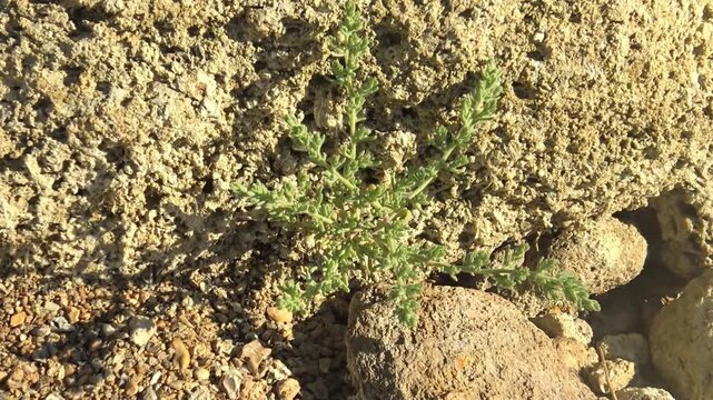 Glasswort (Salicornia europaea) grows between stones in the wind on a sunny day
