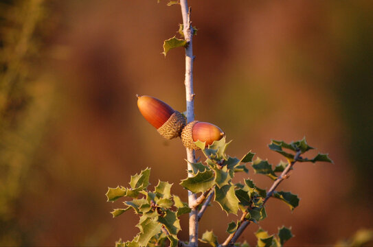 Bellotas