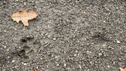 dog paw print in the mud with dead leaf