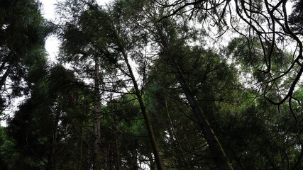 Obraz premium trees in the forest