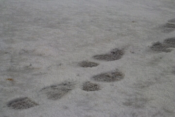 Series of human footprints in slushy, dirty snow showing a path through a partially melted and weathered snowy ground in winter.