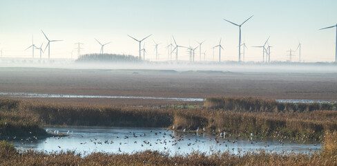 Sunrise over Oostvaardersplassen national park on a bright winter morning; waterbirds flock a pond; windturbines and power lines in the background, Flevoland,  Netherlands