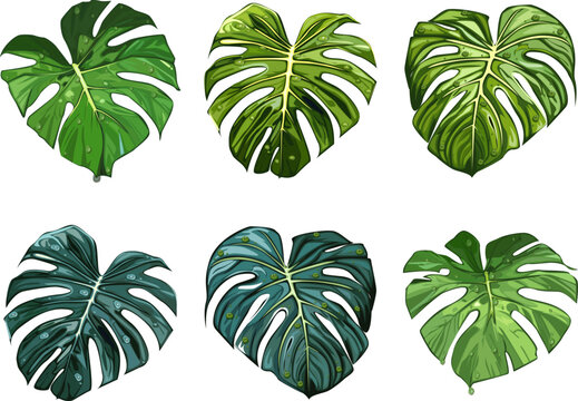 Monstera leaves have a natural appearance, the deep green tone of the leaves appear almost neon against the black.