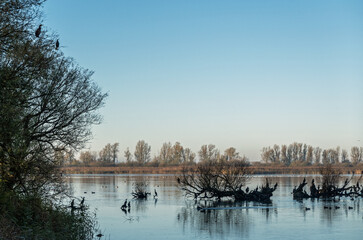 View from a bird hide on a group of cormorants at sunset in Oostvaardersplassen national park on a winter morning, Flevoland, Netherlands