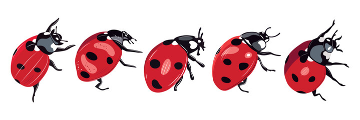Ladybug insect red and black color. Summer bugs. Meadow insects. Ladybird illustration. Set of red ladybirds isolated on white. Can be used in different ways of design, appearance, cover, decoration