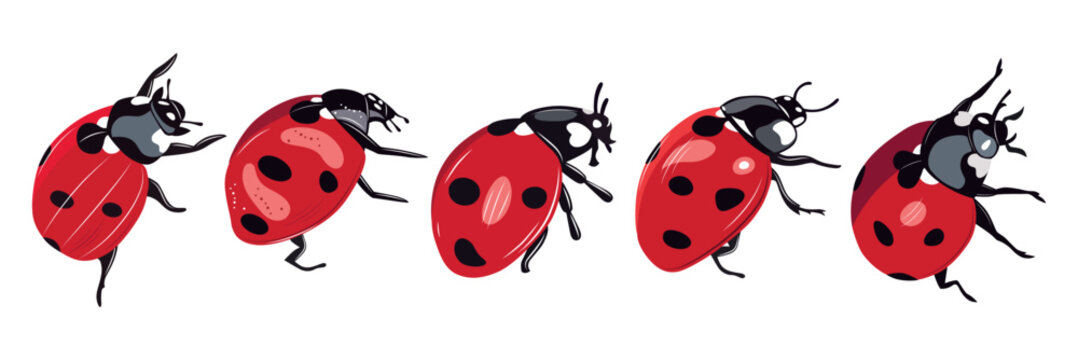 Ladybug insect red and black color. Summer bugs. Meadow insects. Ladybird illustration. Set of red ladybirds isolated on white. Can be used in different ways of design, appearance, cover, decoration