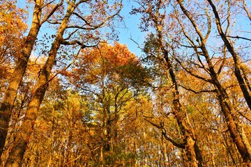 Fototapeta premium Temperate, deciduous, broadleaf oak (Quercus cerris) forest with autumn foliage