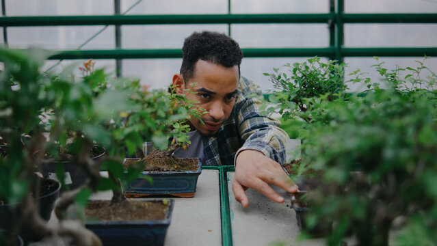 Young man tending to bonsai plants in a greenhouse during the day, showcasing care and attention to detail in gardening