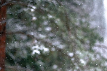A dreamy and atmospheric photo of gentle snowflakes falling in front of an out-of-focus snowy forest with evergreen trees.