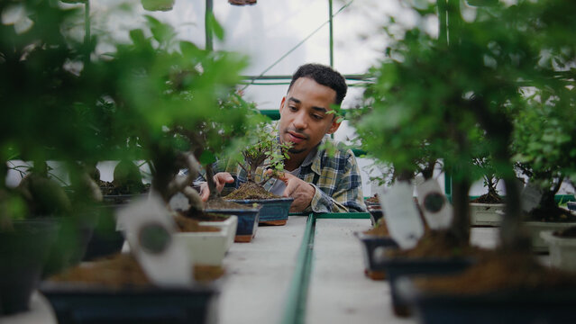 Person focused on caring for bonsai trees in a greenhouse during daylight in a nurturing gardening activity - Powered by Adobe