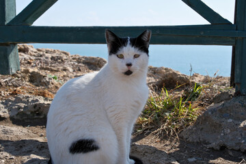 Black and white cat sitting on rocks by the sea with wooden fence, Antalya, Turkey