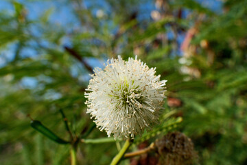 Close up of a mimosa flower in bloom, with blurred background. Acacia dealbata flower with blue sky background