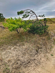 zwischen Heidelandschaft und D&uuml;nen auf der Insel Amrum 