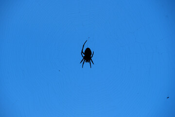 Spider Silhouette on Web Against Blue Sky