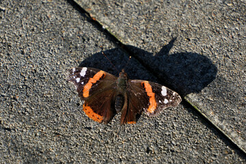 Close-Up Butterfly on Sunny Asphalt Road