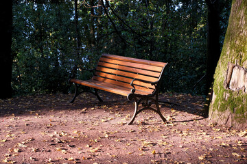 Bench in the park in autumn. Selective focus. Bench in the park with fallen leaves on the ground and trees in the background