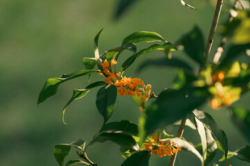 the blooming sweet-scented osmanthus flowers