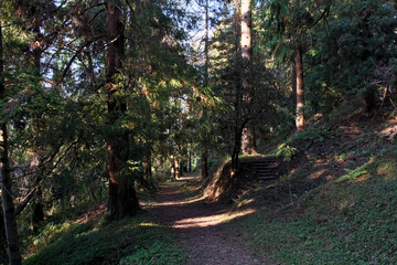 Pathway through Batumi Botanical Garden. Hiking trail in the forest with coniferous trees and sunlight