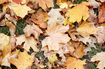 Autumn maple leaves on grass. Autumn fall leaves in sunlight