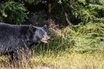 Canada, 09 August 2025 : Black bear walking through green forest, wild nature scene captured.