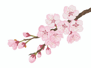 Delicate Cherry Blossoms in Full Bloom A Gentle Dance of Pink Petals on a Branch