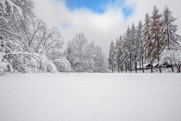 snow covered trees