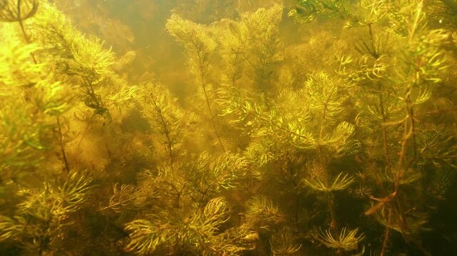 Dense underwater vegetation of coontail aquatic plant Ceratophyllum demersum