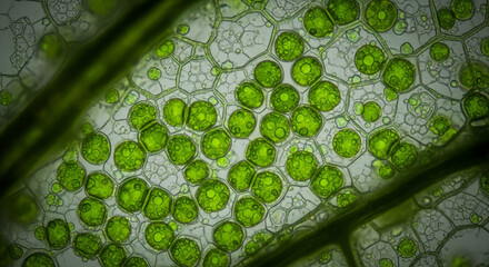 Stunning close-up of vibrant green plant cells, perfect for scientific research, educational purposes, or adding a natural touch to your project
