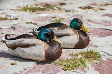 Napoz&oacute; kacs&aacute;k a parton