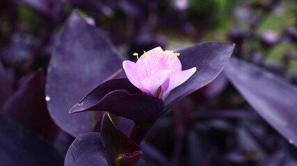 purple crocus flower