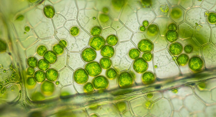 Stunning close up of plant cells reveals the intricate beauty of nature's microscopic world, perfect for science education and biology research