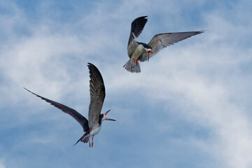 Black skimmer, Rynchops niger flying in beautiful light and fighting.
