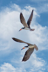 Black skimmer, Rynchops niger flying in beautiful light and fighting.
