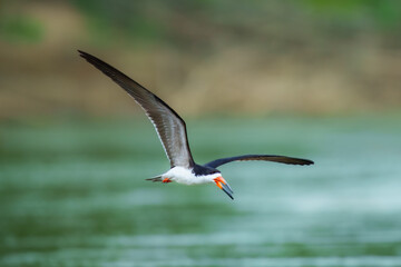 Black Skimmer Flying in Beautiful Light Unusual tern-like bird with oversized bill—lower mandible is much longer than upper mandible. Peru  © Miroslav Srb