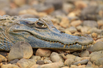 The Black Caiman - Melanosuchus Niger is critically endangered crocodile. Largest predator in the Amazon ecosystem. Wildlife photo from Peru nature. Animal theme.