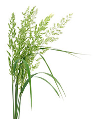 Green grass stems isolated on white