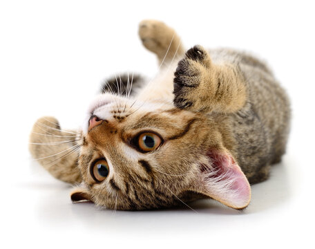 Playful tabby kitten lying on back isolated on white