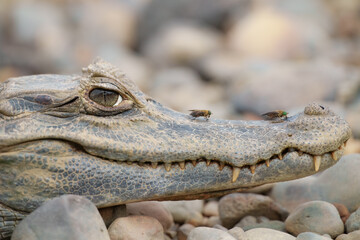 The Black Caiman - Melanosuchus Niger is critically endangered crocodile. Largest predator in the Amazon ecosystem. Wildlife photo from Peru nature. Animal theme.