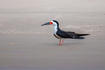 Black skimmer, Rynchops niger flying in beautiful light and fighting.
